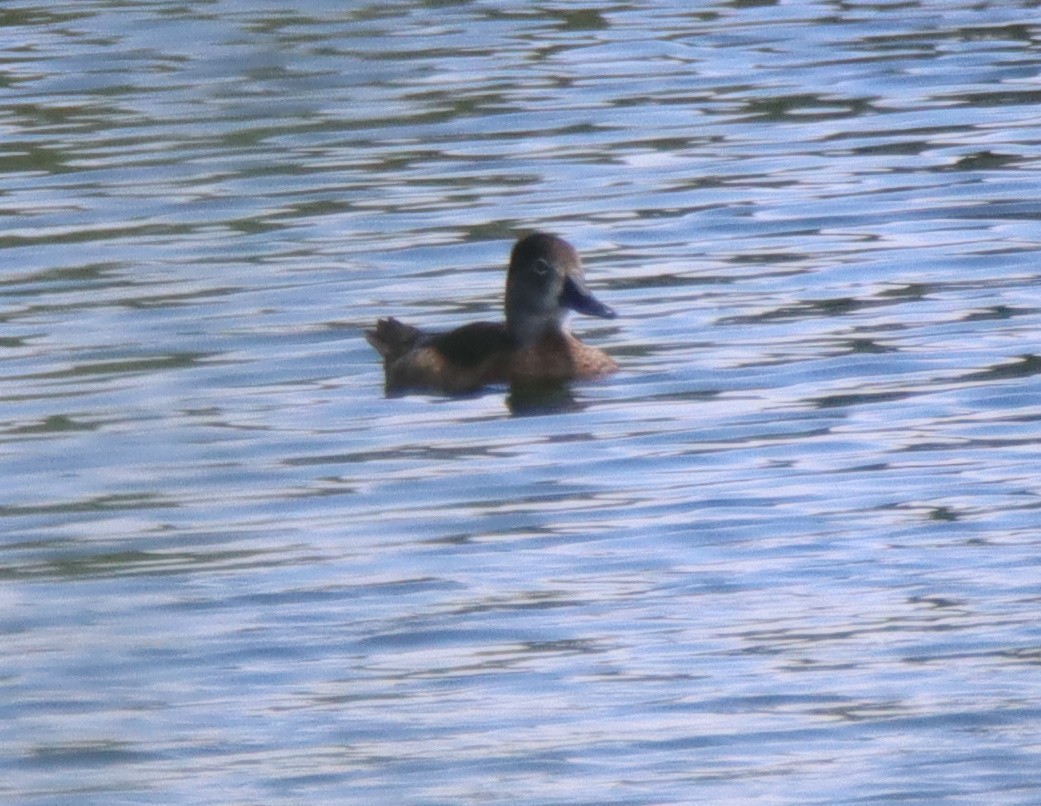 Ring-necked Duck - ML471307461