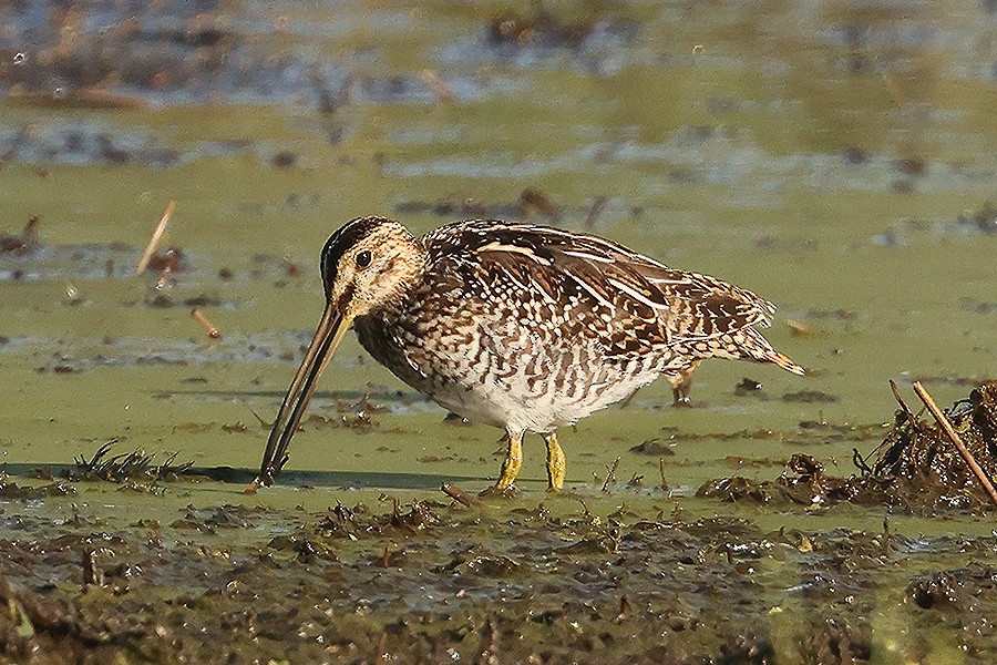 Wilson's Snipe - ML471309341