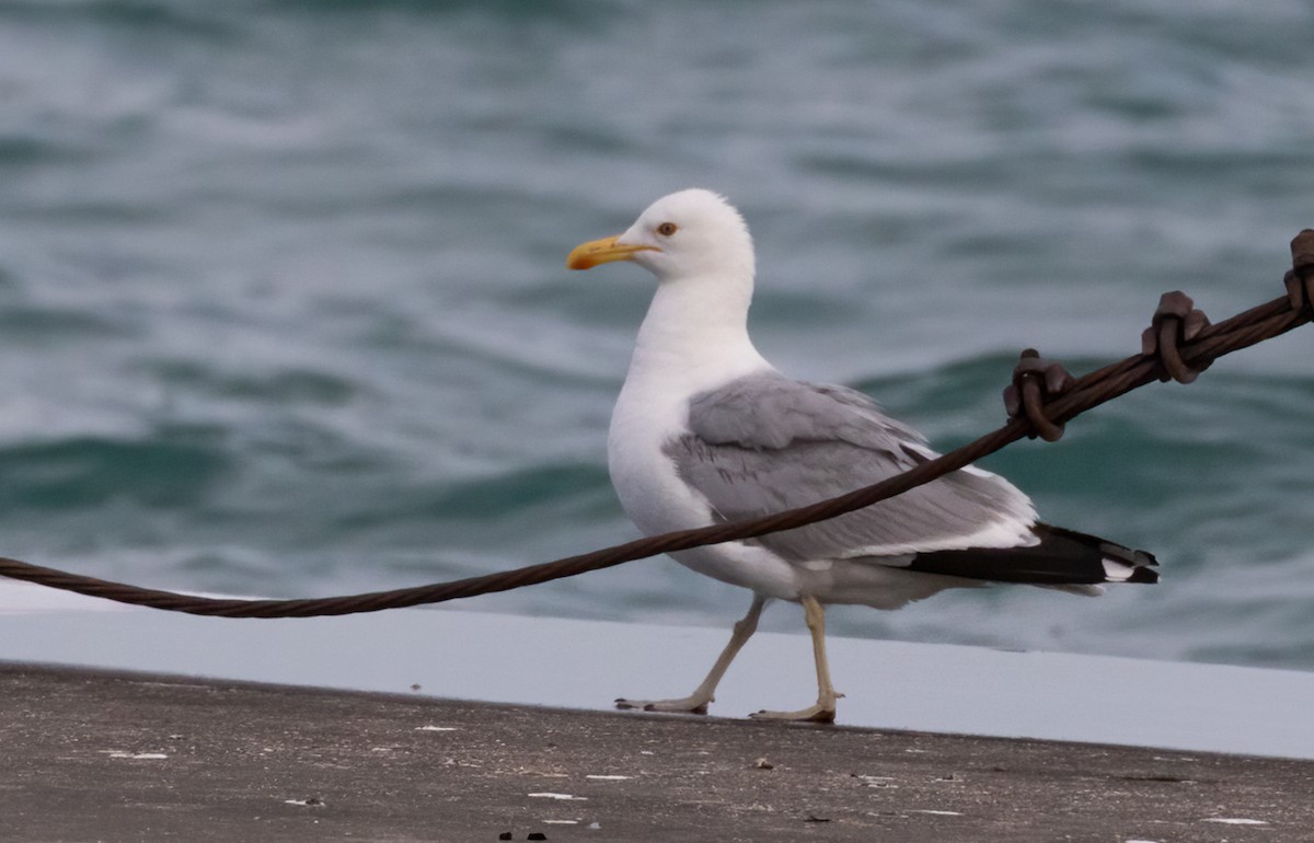 American Herring x California Gull (hybrid) - ML471309741