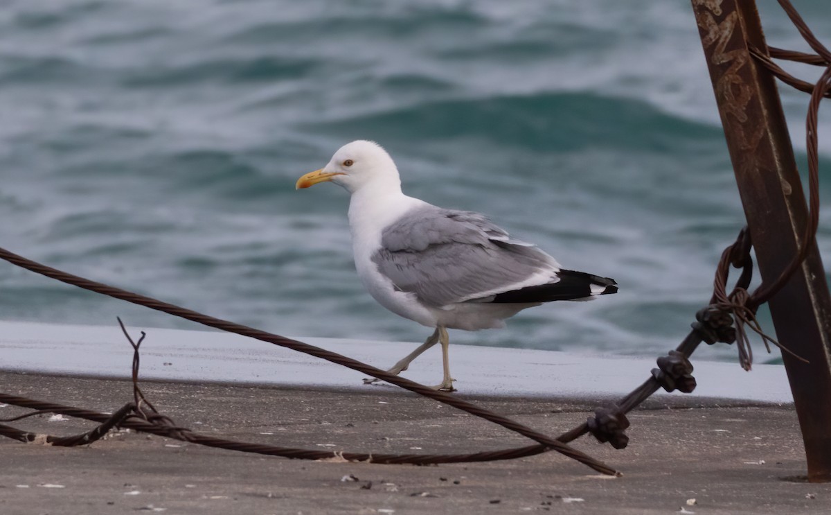 American Herring x California Gull (hybrid) - ML471309751