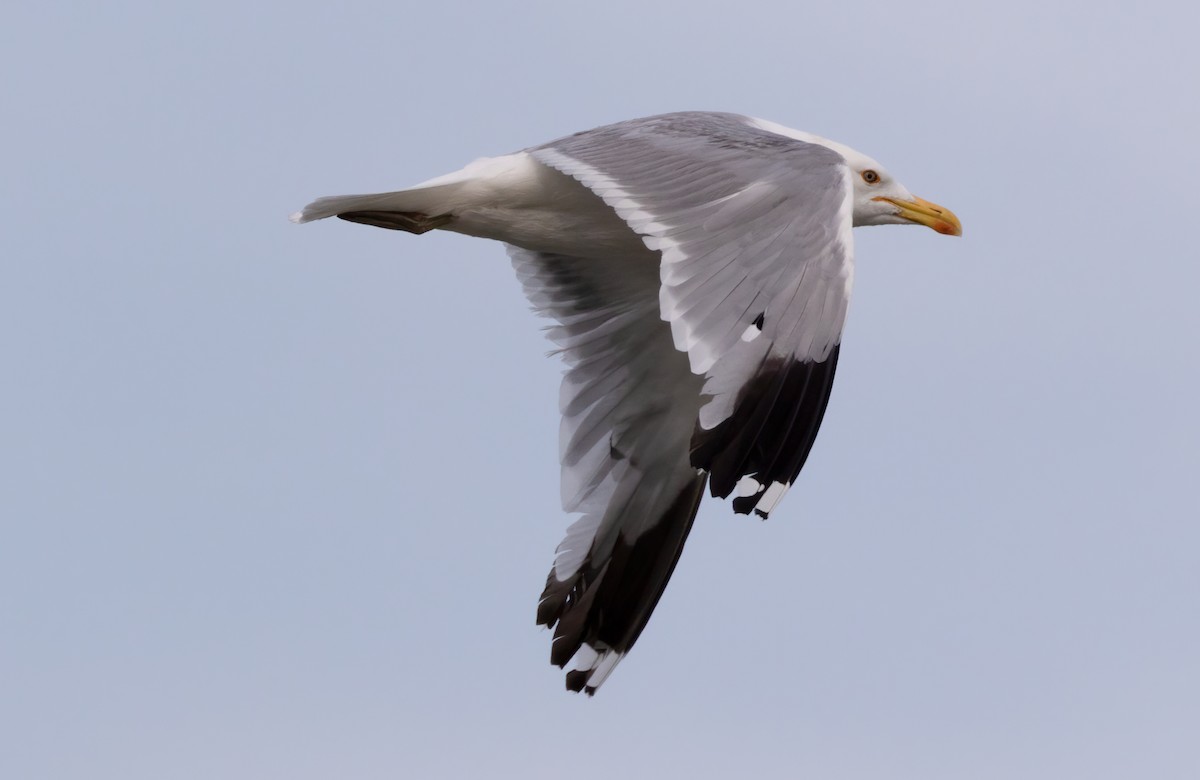 American Herring x California Gull (hybrid) - ML471309851