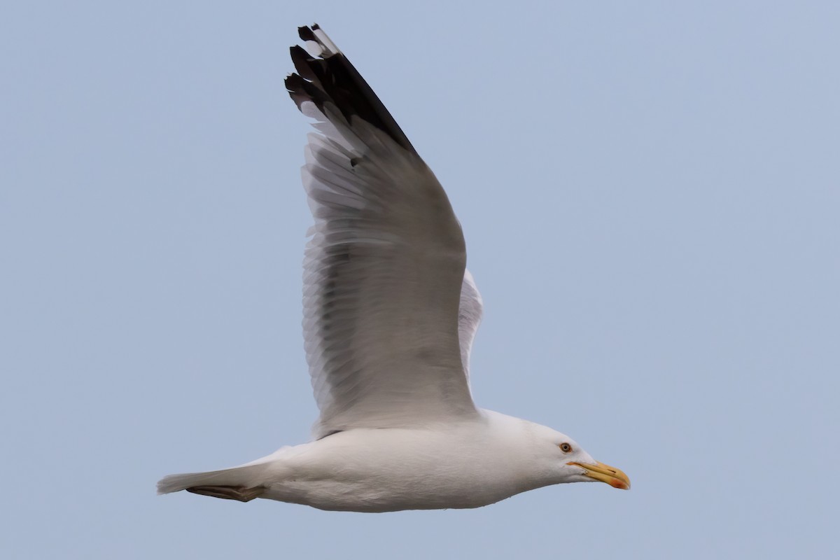 American Herring x California Gull (hybrid) - ML471309891