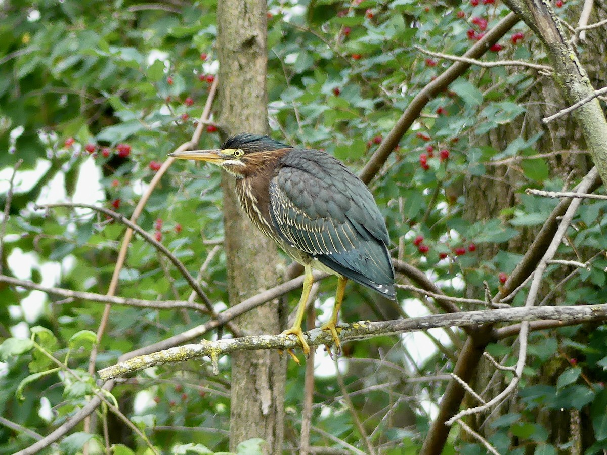 Green Heron - ML471309931