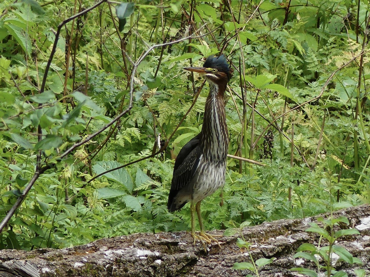 Green Heron - ML471309971