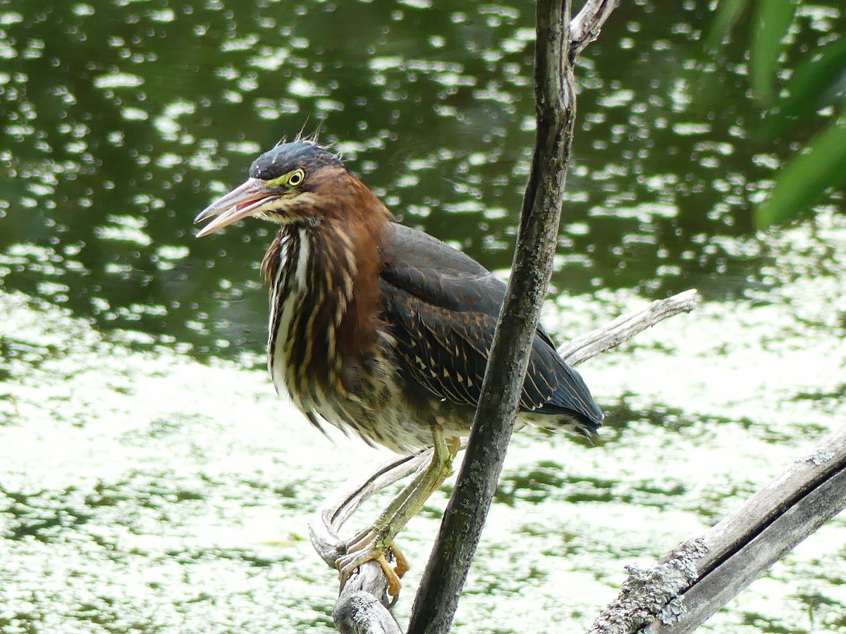 Green Heron - ML471310161