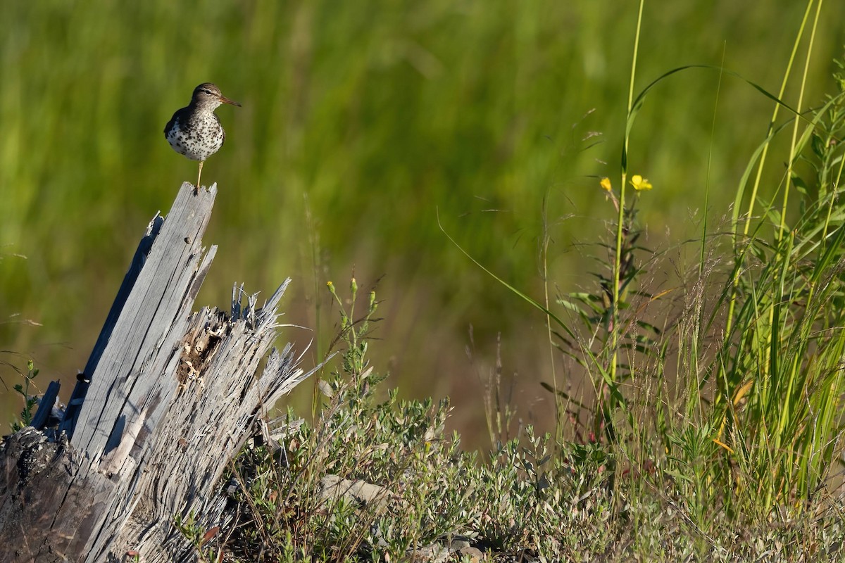 Spotted Sandpiper - ML471310421