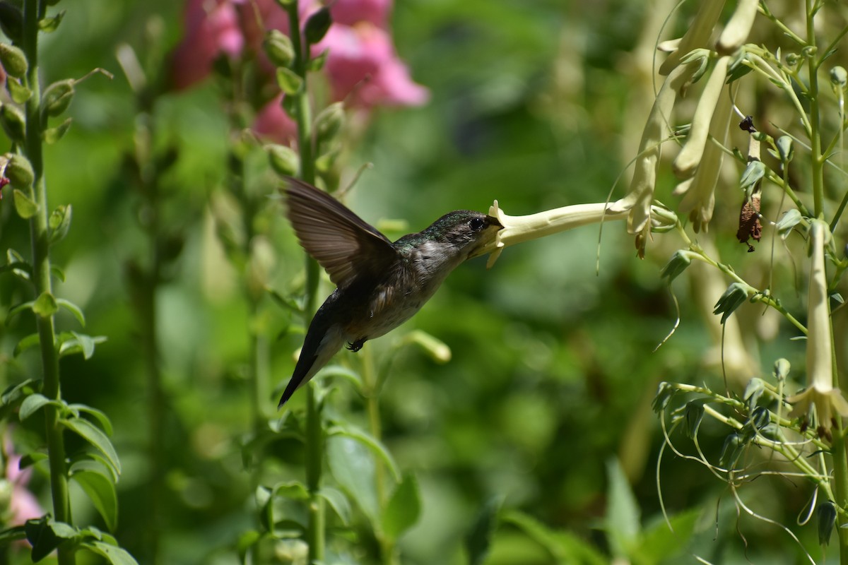 Ruby-throated Hummingbird - ML471310891