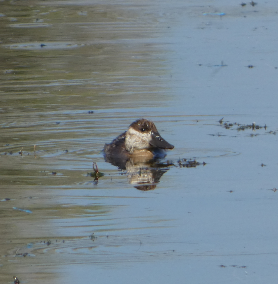 Ruddy Duck - ML471311781