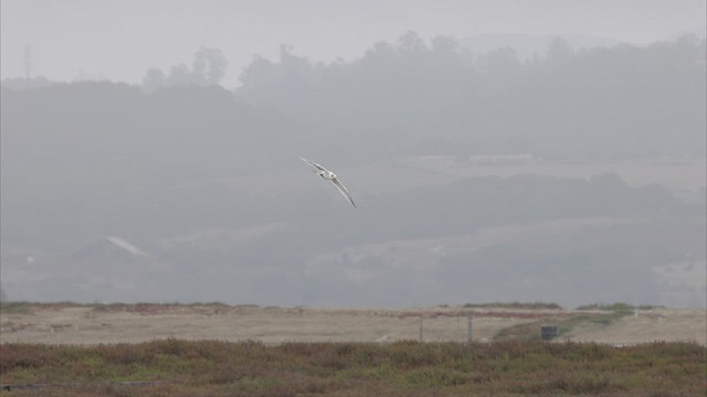 Elegant Tern - ML471312291