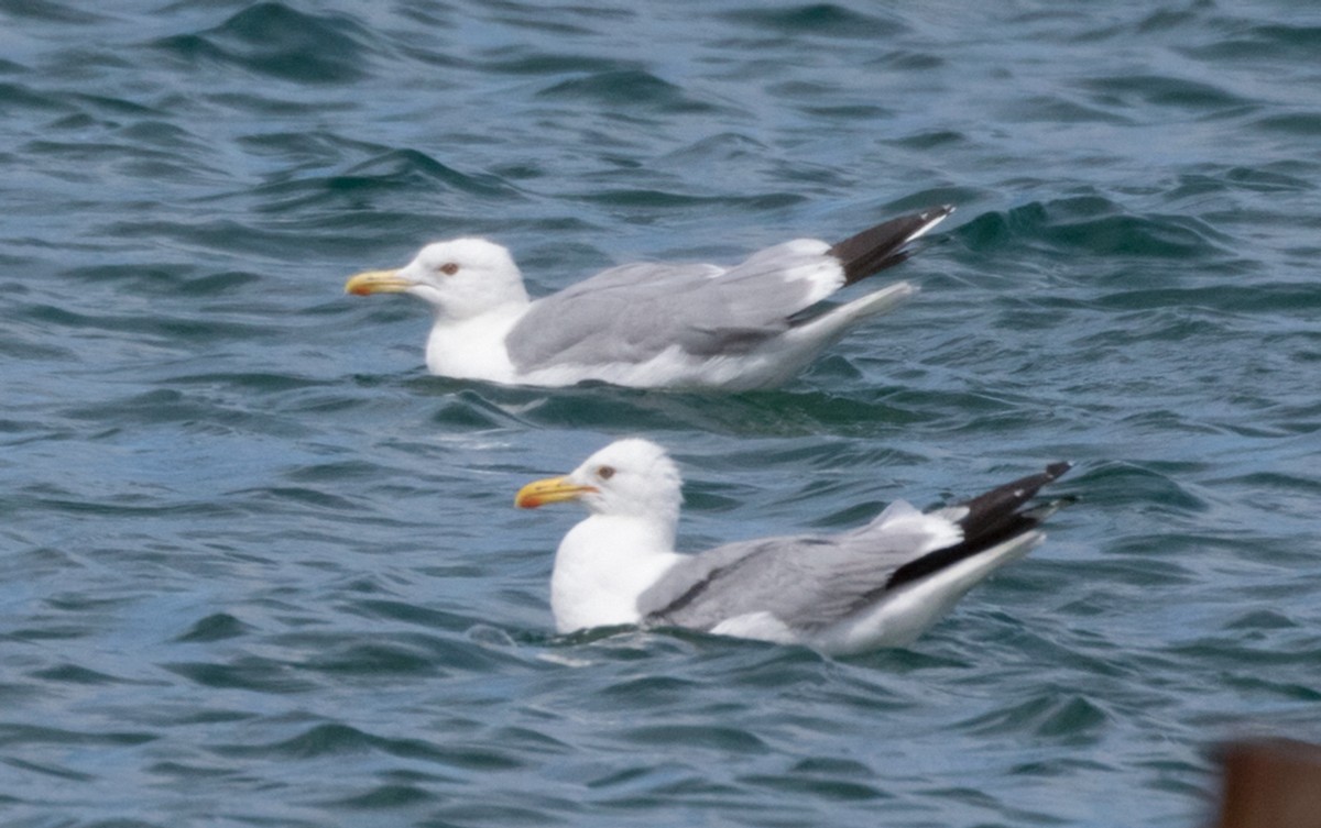 American Herring x California Gull (hybrid) - ML471312831