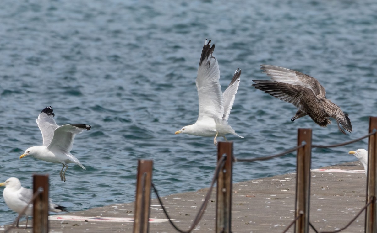 American Herring x California Gull (hybrid) - ML471313451