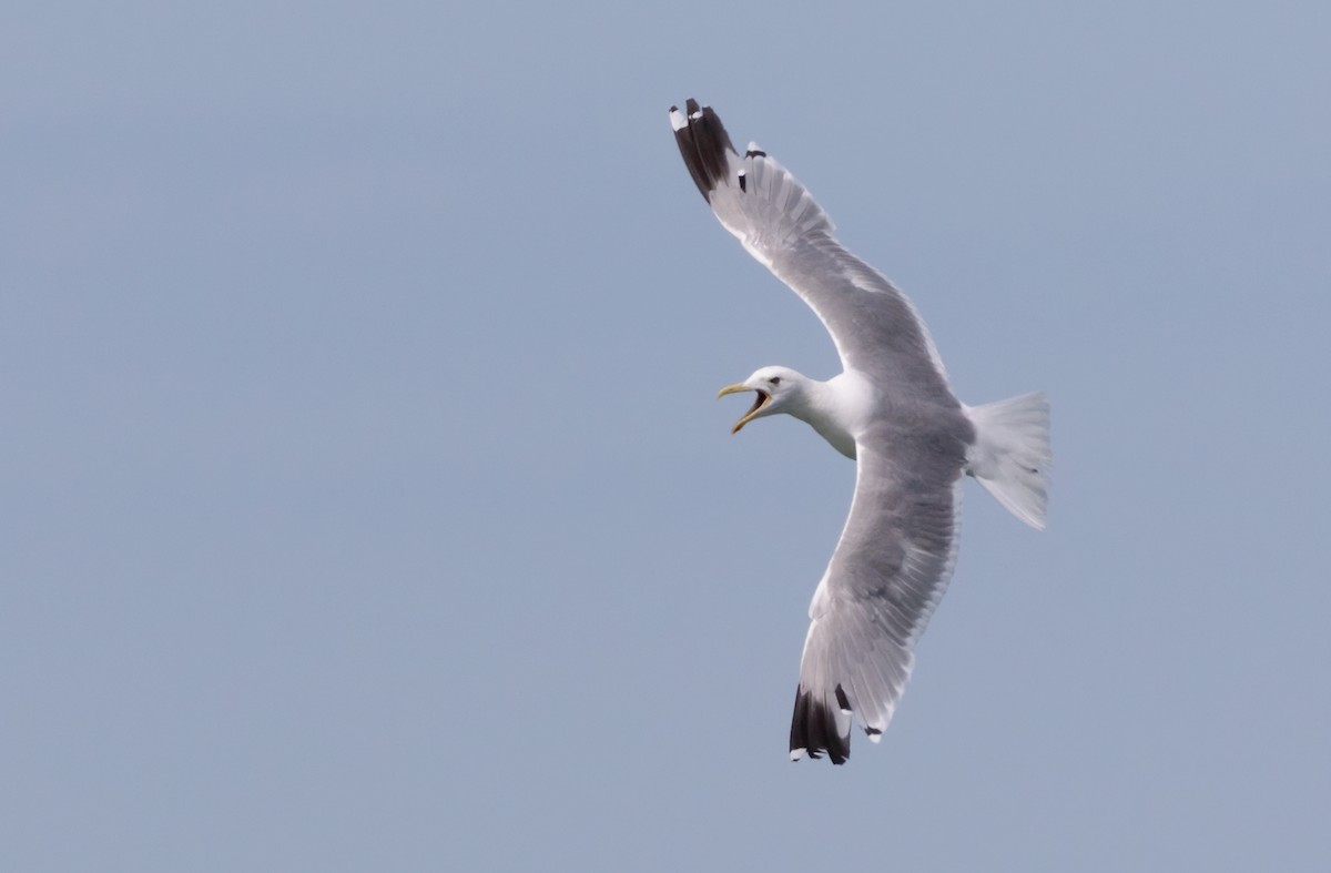 American Herring x California Gull (hybrid) - ML471313521