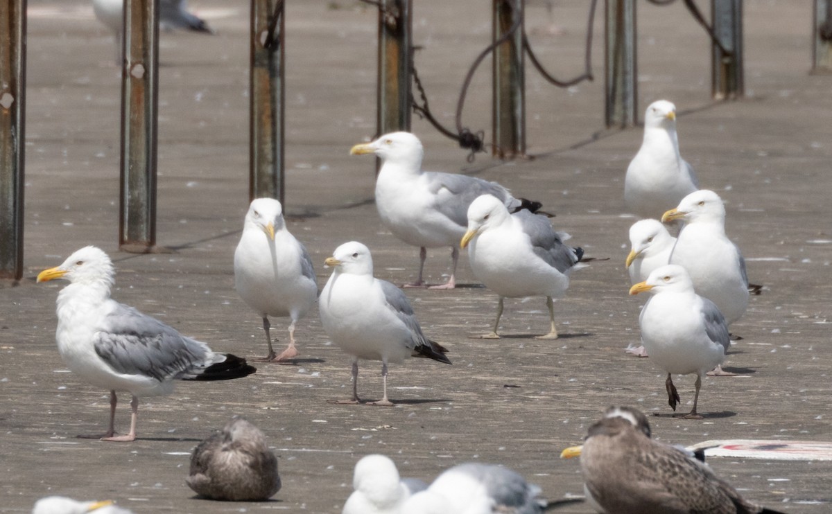 American Herring x California Gull (hybrid) - ML471313551
