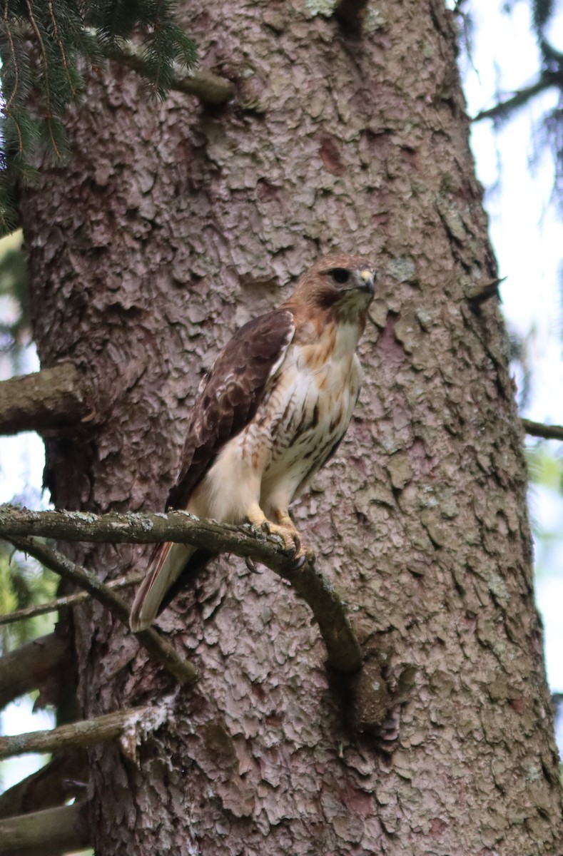 Red-tailed Hawk - ML471313831