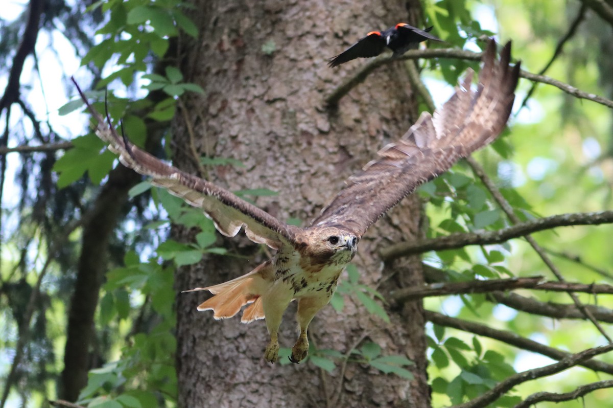 Red-tailed Hawk - ML471313941
