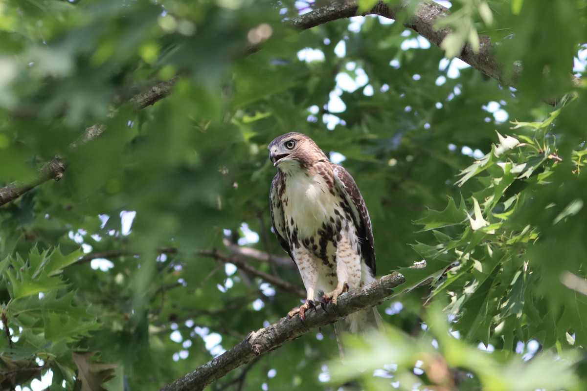 Red-tailed Hawk - ML471314001
