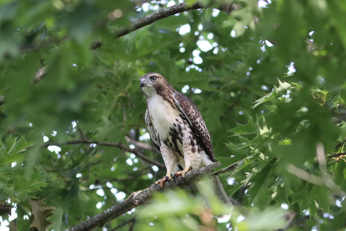 Red-tailed Hawk - ML471314041