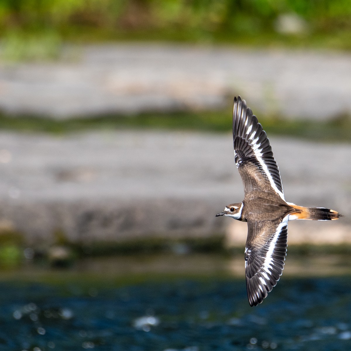 Killdeer - ML471316241