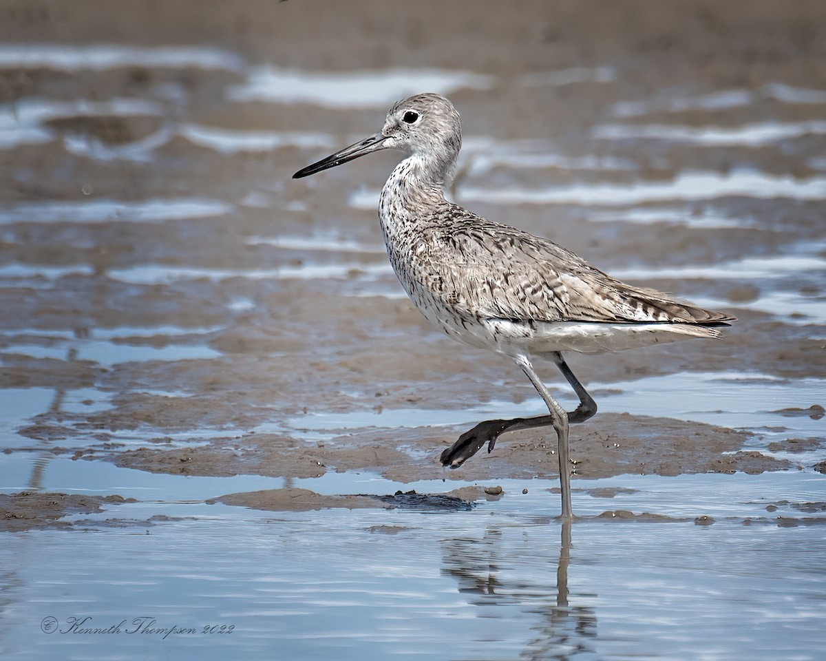 Willet - ML471316501