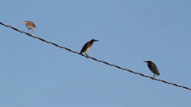 Green Heron - ML471318