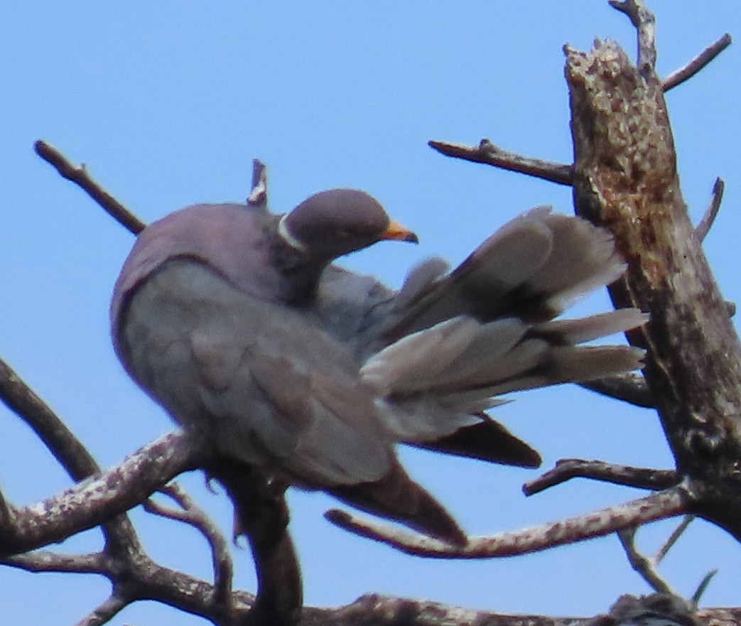 Band-tailed Pigeon - ML471318521
