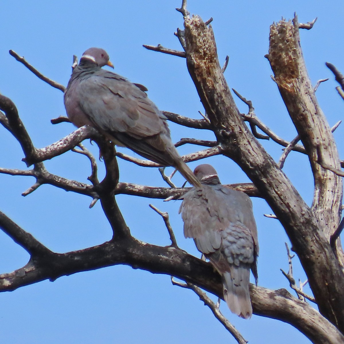 Band-tailed Pigeon - ML471318541