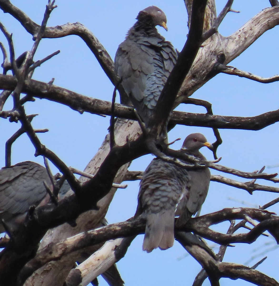 Band-tailed Pigeon - ML471318571