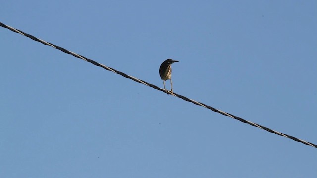 Green Heron - ML471319