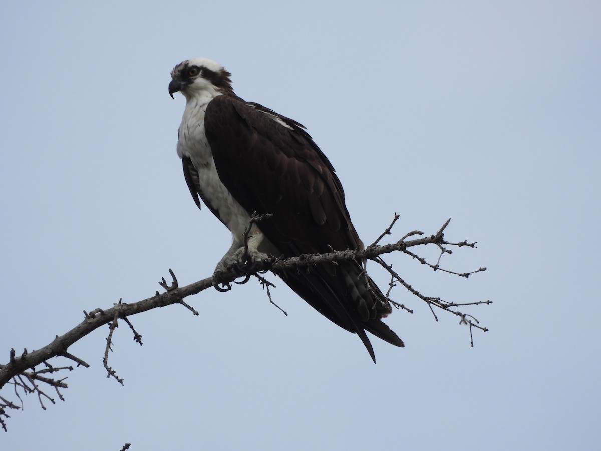 Águila Pescadora - ML471319361