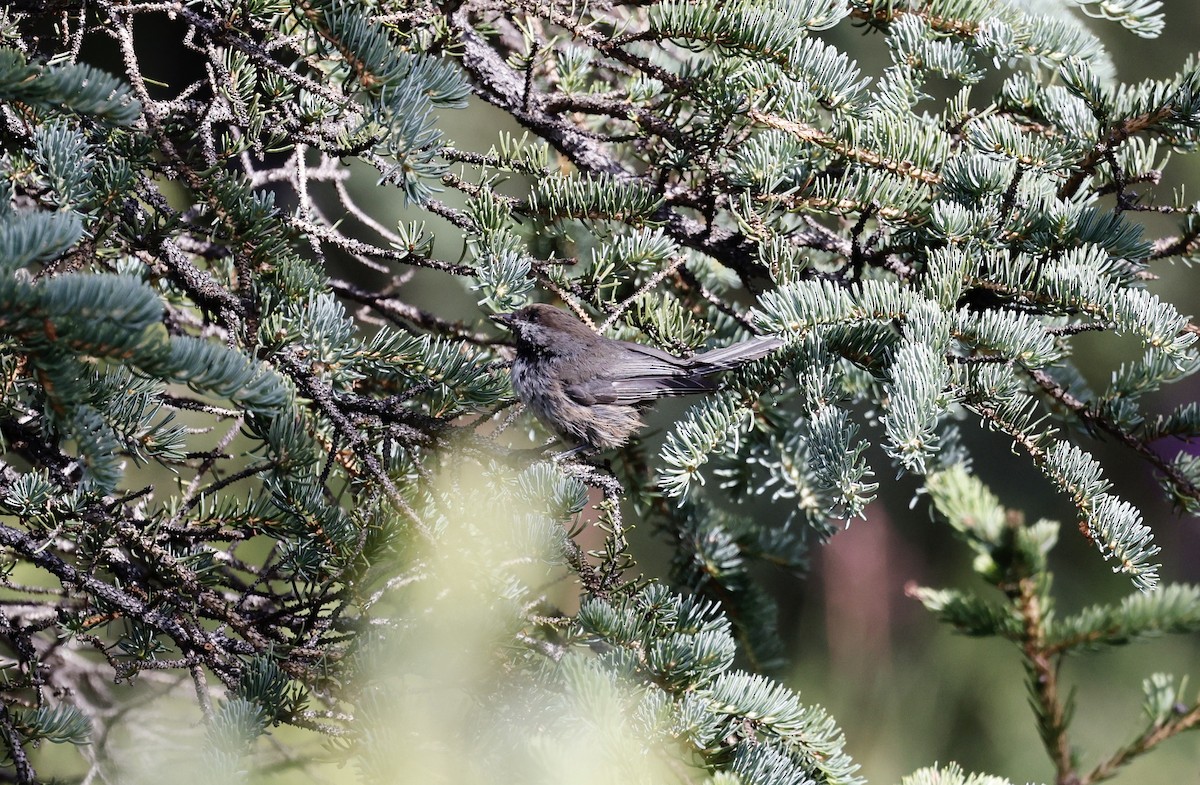 Mésange à tête brune - ML471319571