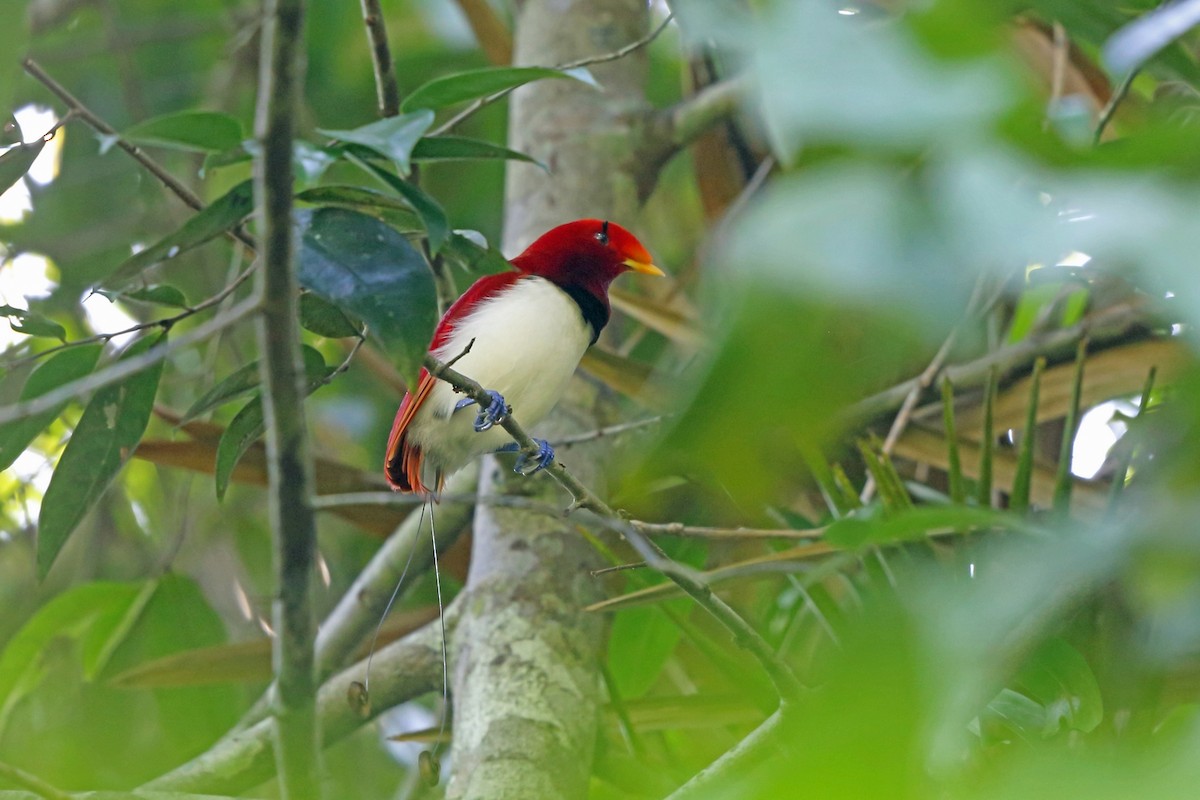 King Bird-of-Paradise - ML47131961