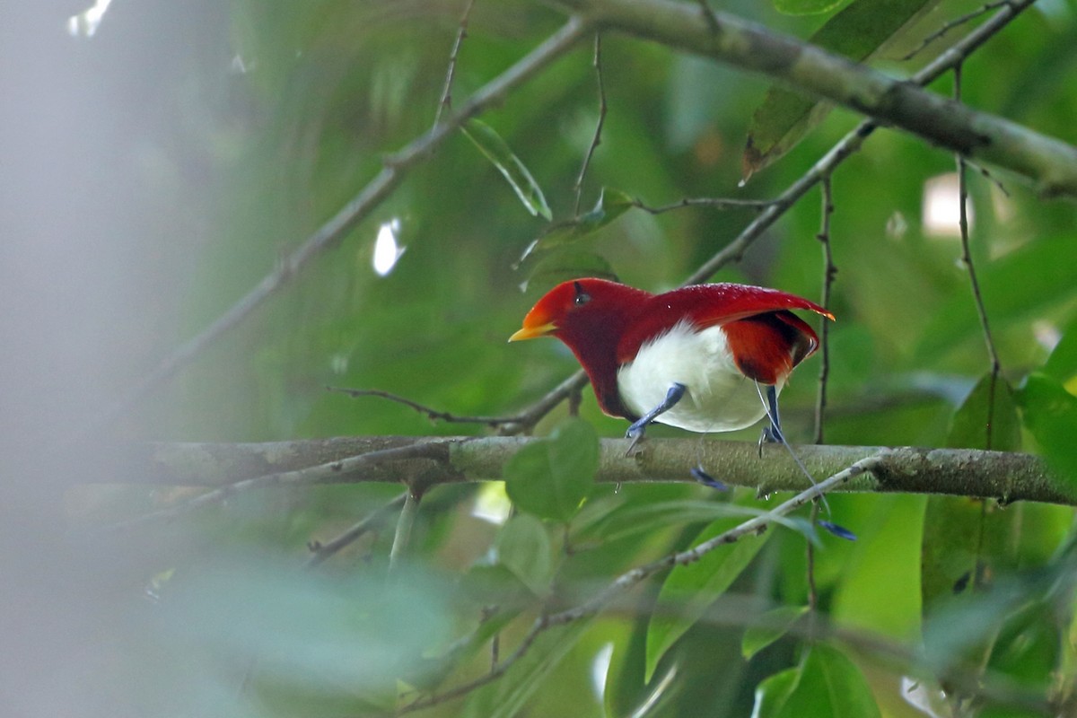 King Bird-of-Paradise - ML47131971