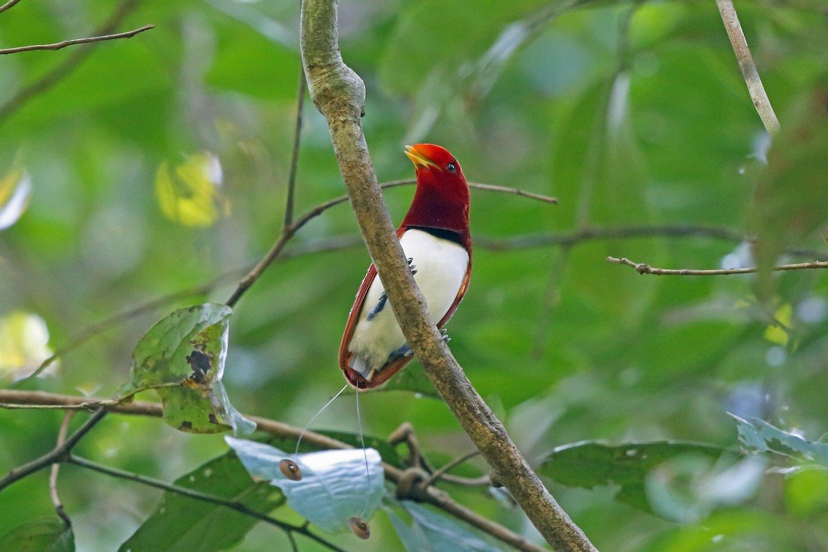 King Bird-of-Paradise - ML47131981