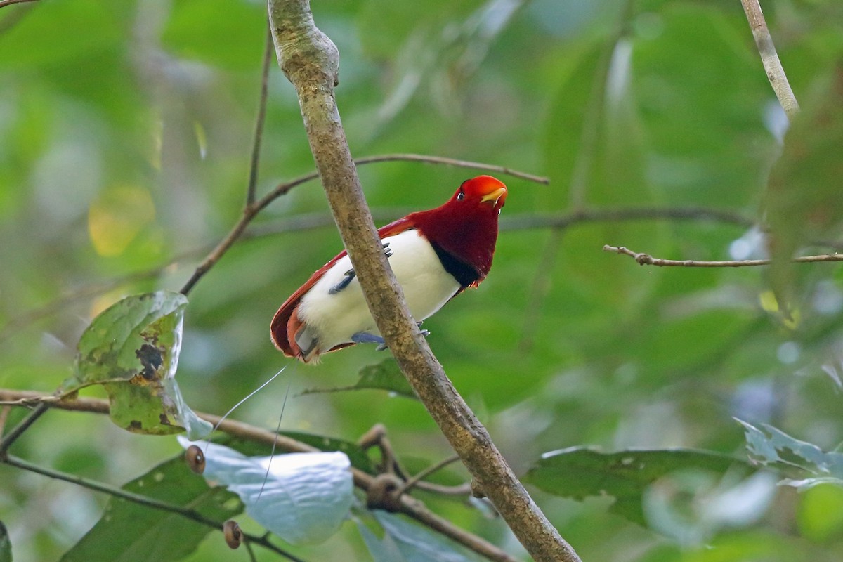 King Bird-of-Paradise - ML47131991