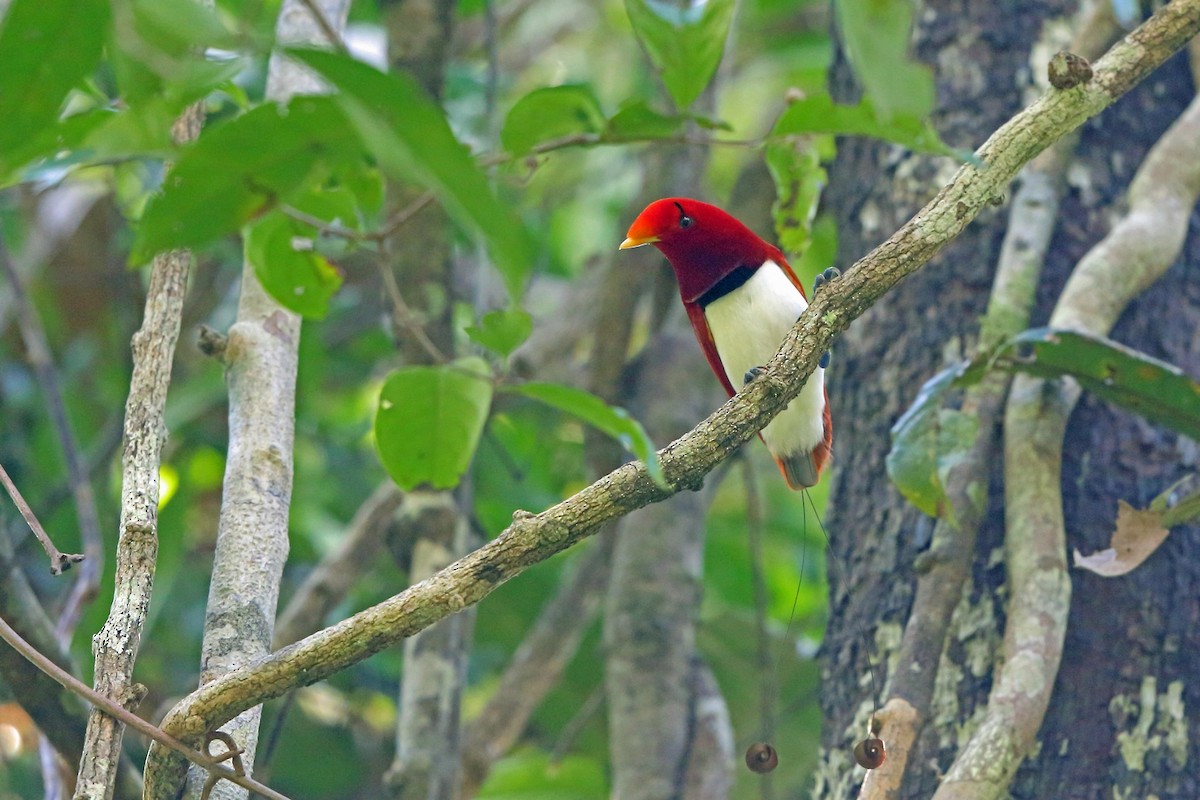 King Bird-of-Paradise - ML47132001