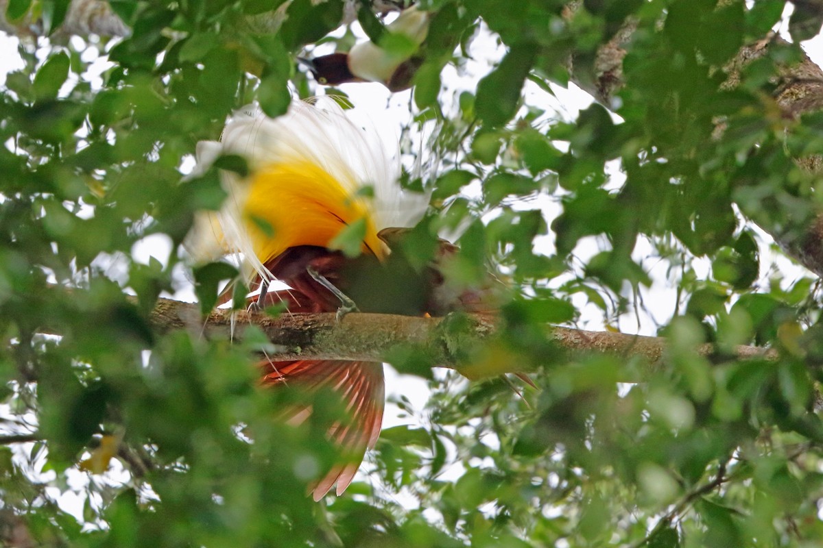 Lesser Bird-of-Paradise - Nigel Voaden