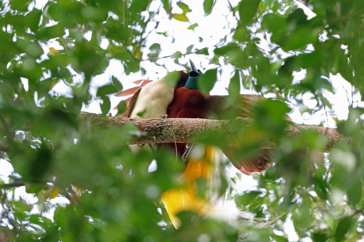 Lesser Bird-of-Paradise - ML47132041