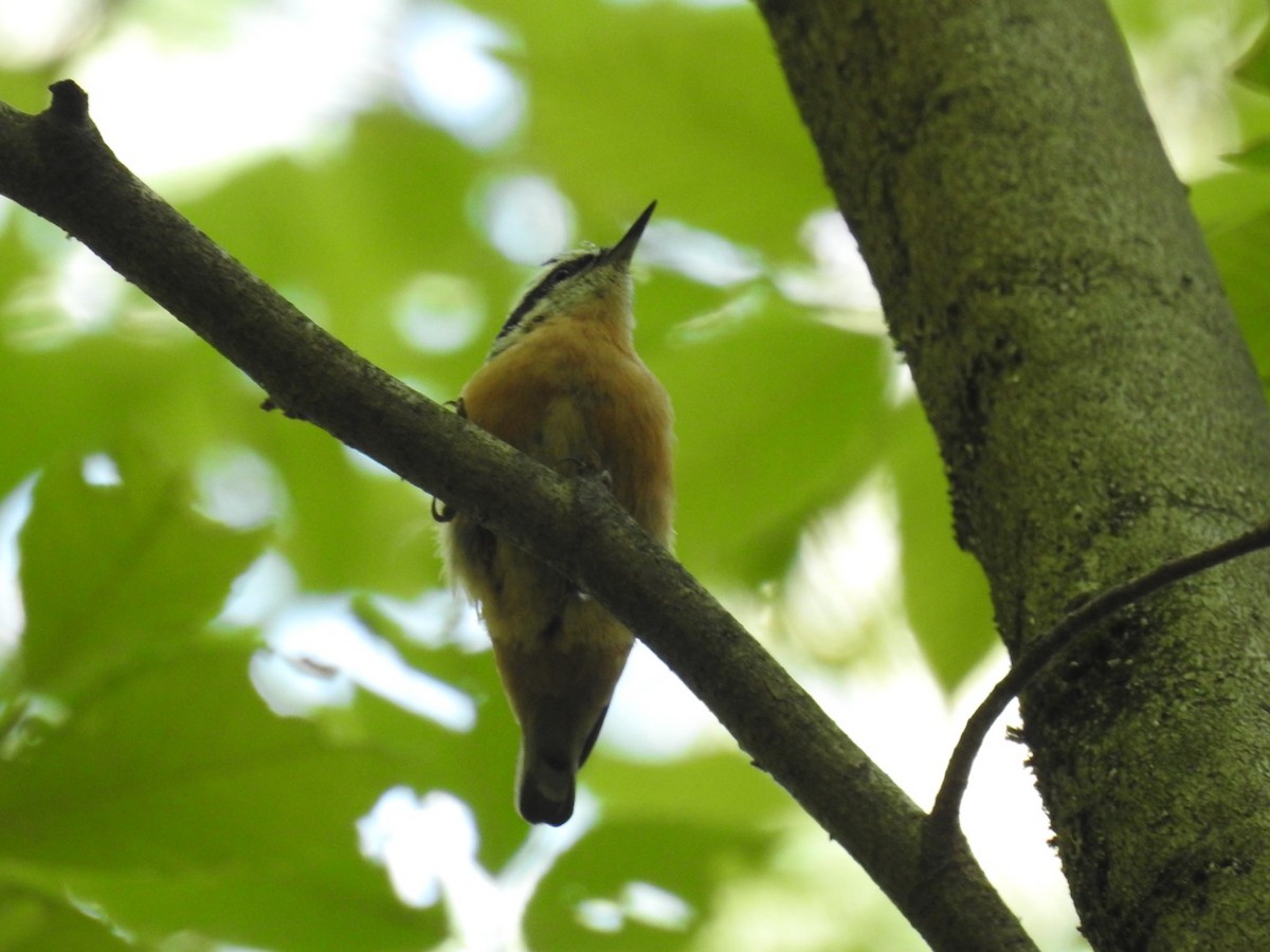 Red-breasted Nuthatch - ML471320411