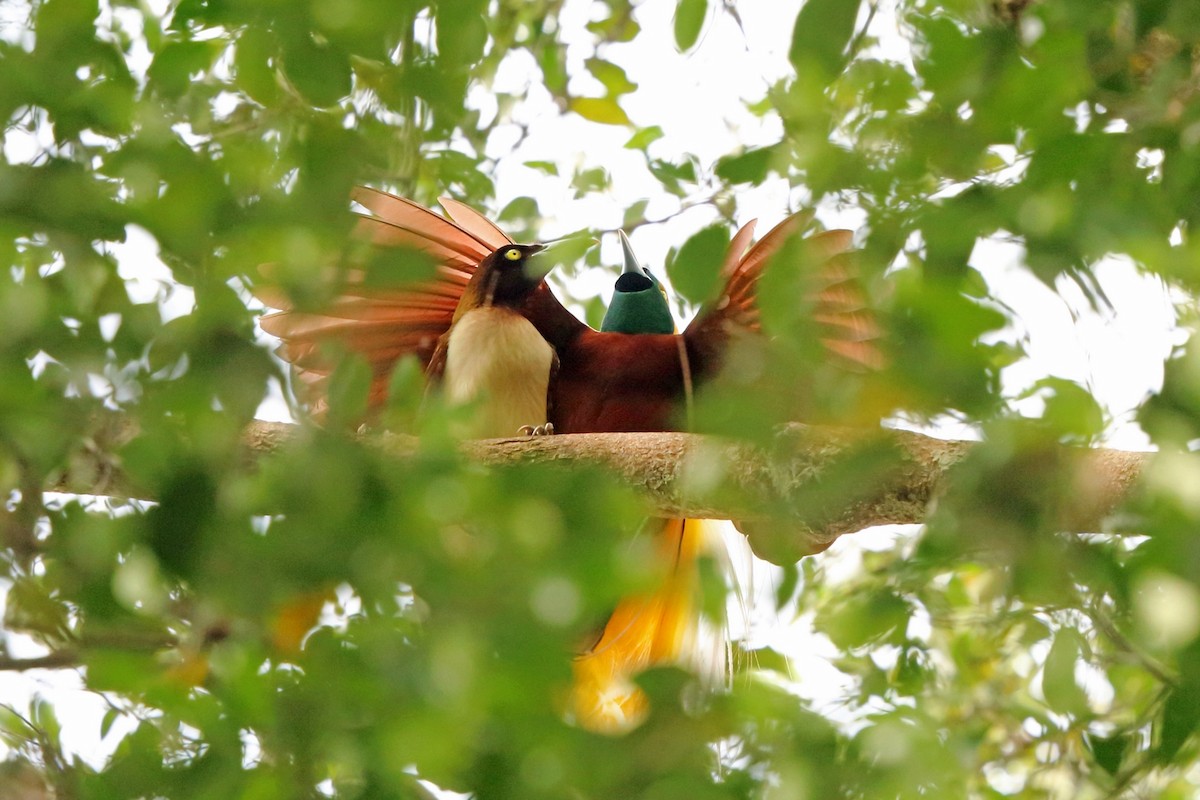 Lesser Bird-of-Paradise - ML47132061