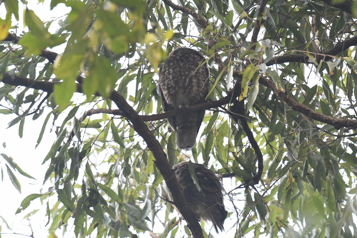Австралийская иглоногая сова [группа boobook] - ML471320801