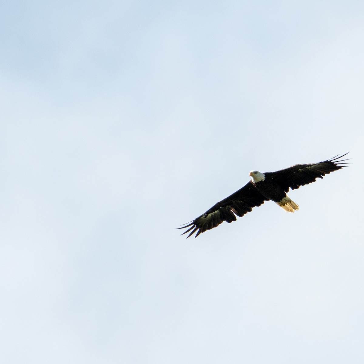 Bald Eagle - Christine Pelletier et (Claude St-Pierre , photos)