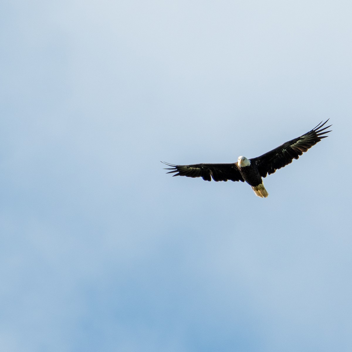 Bald Eagle - Christine Pelletier et (Claude St-Pierre , photos)