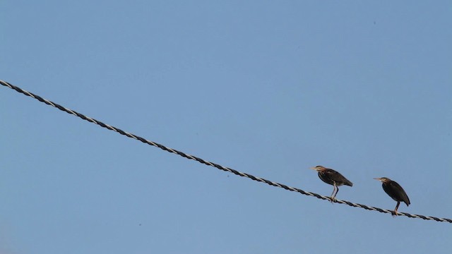 Green Heron - ML471321