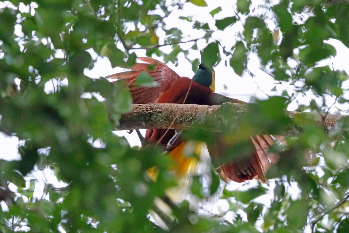 Lesser Bird-of-Paradise - ML47132101