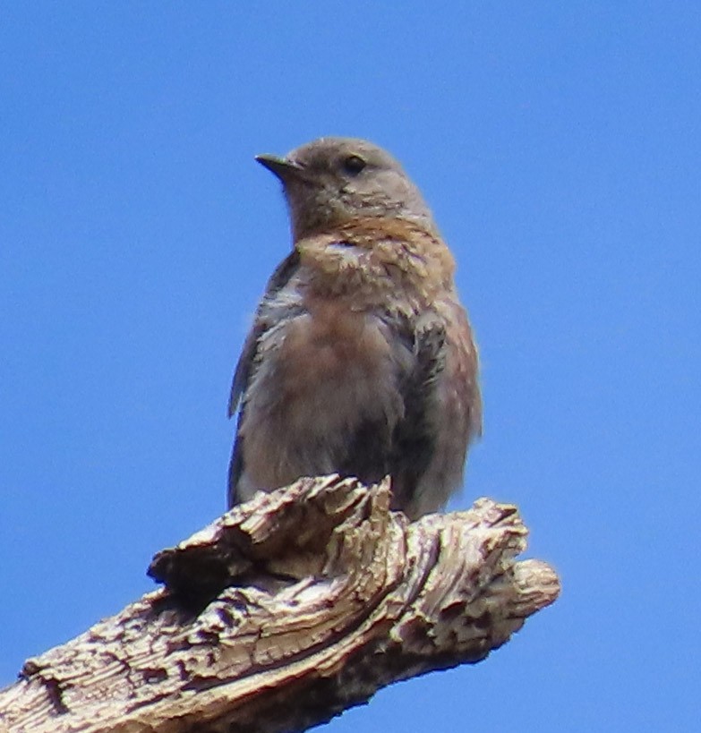 Western Bluebird - ML471321071