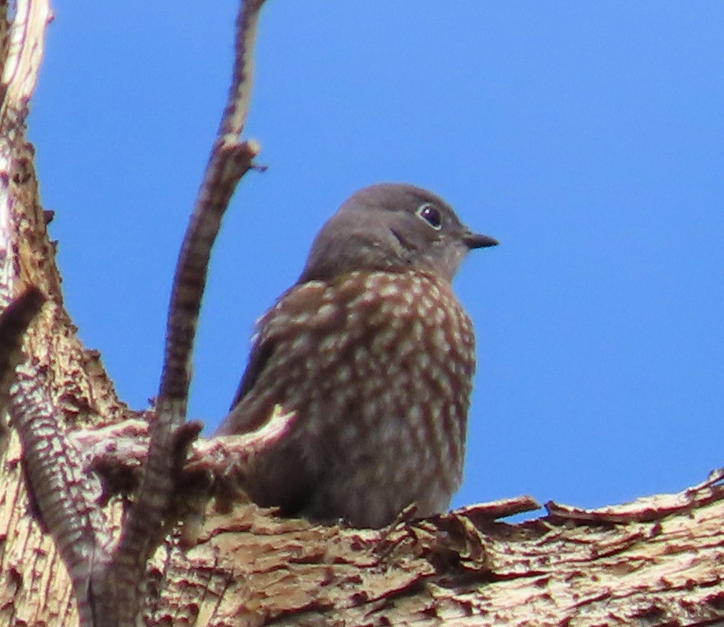 Western Bluebird - ML471321101