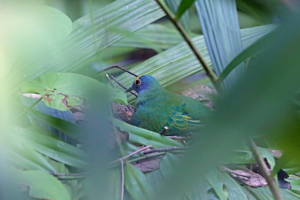 Coroneted Fruit-Dove - ML47132111