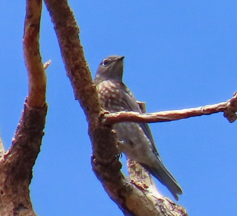 Western Bluebird - ML471321131