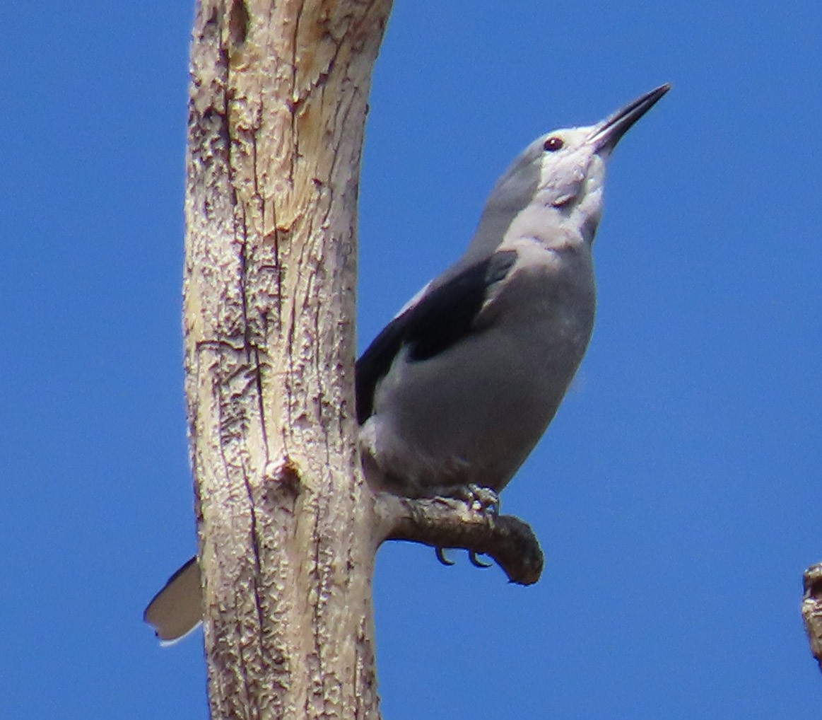 Clark's Nutcracker - ML471321231