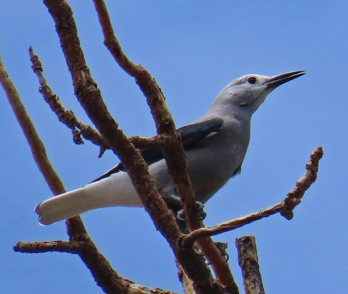 Clark's Nutcracker - ML471321311